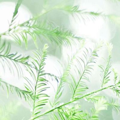 进化大战手机游戏(暂未上线)v1.0.0 安卓最新版本
